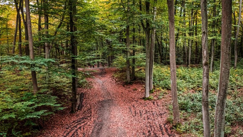 Franklin D. Roosevelt State Park