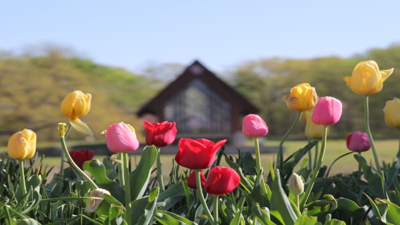 Powell Gardens