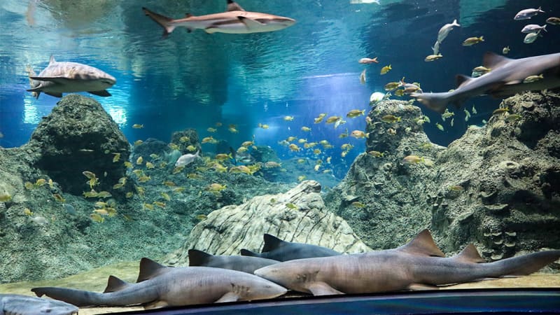 Acuario Michin Puebla