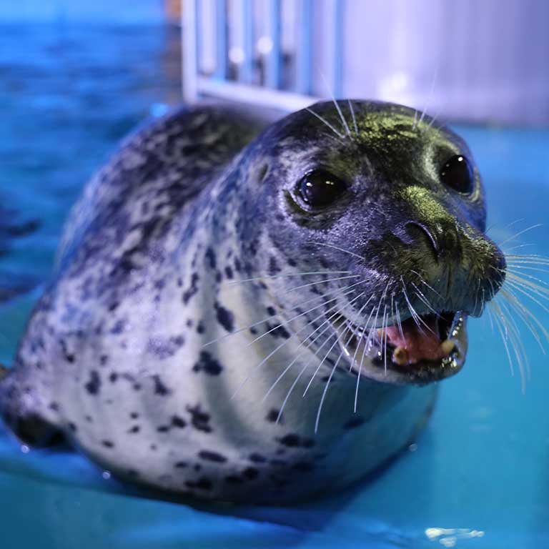 SEA LIFE COEX, Seoul Aquarium Official Tickets 6