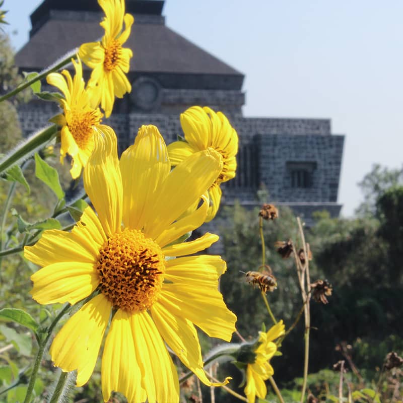 Museo Diego Rivera Anahuacalli 2