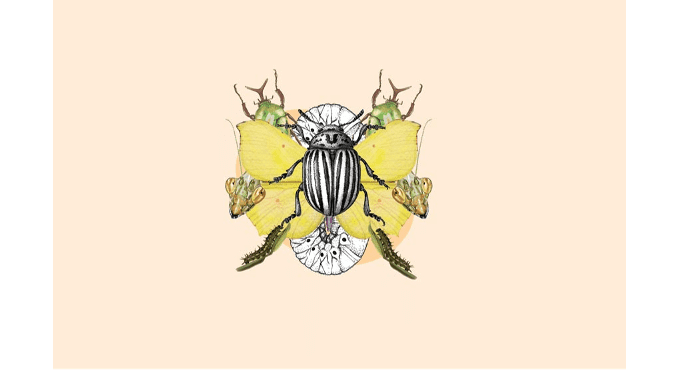 Taller de ilustración científica. Los insectos Taller de ilustración científica. Los insectos 1