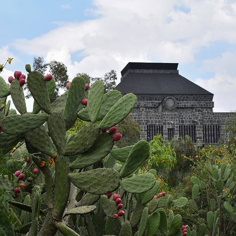 Ruta Frida y Diego Image 6