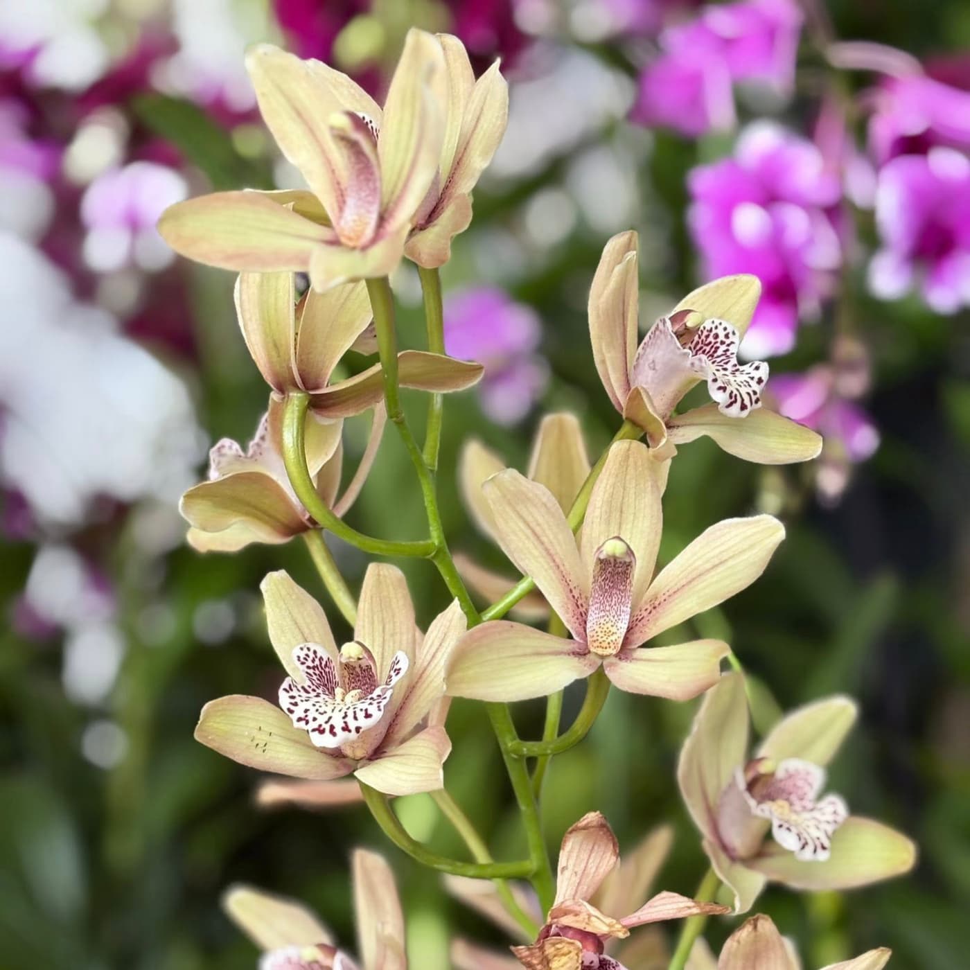 Orquídeas de otoño | Expo-venta Image 1