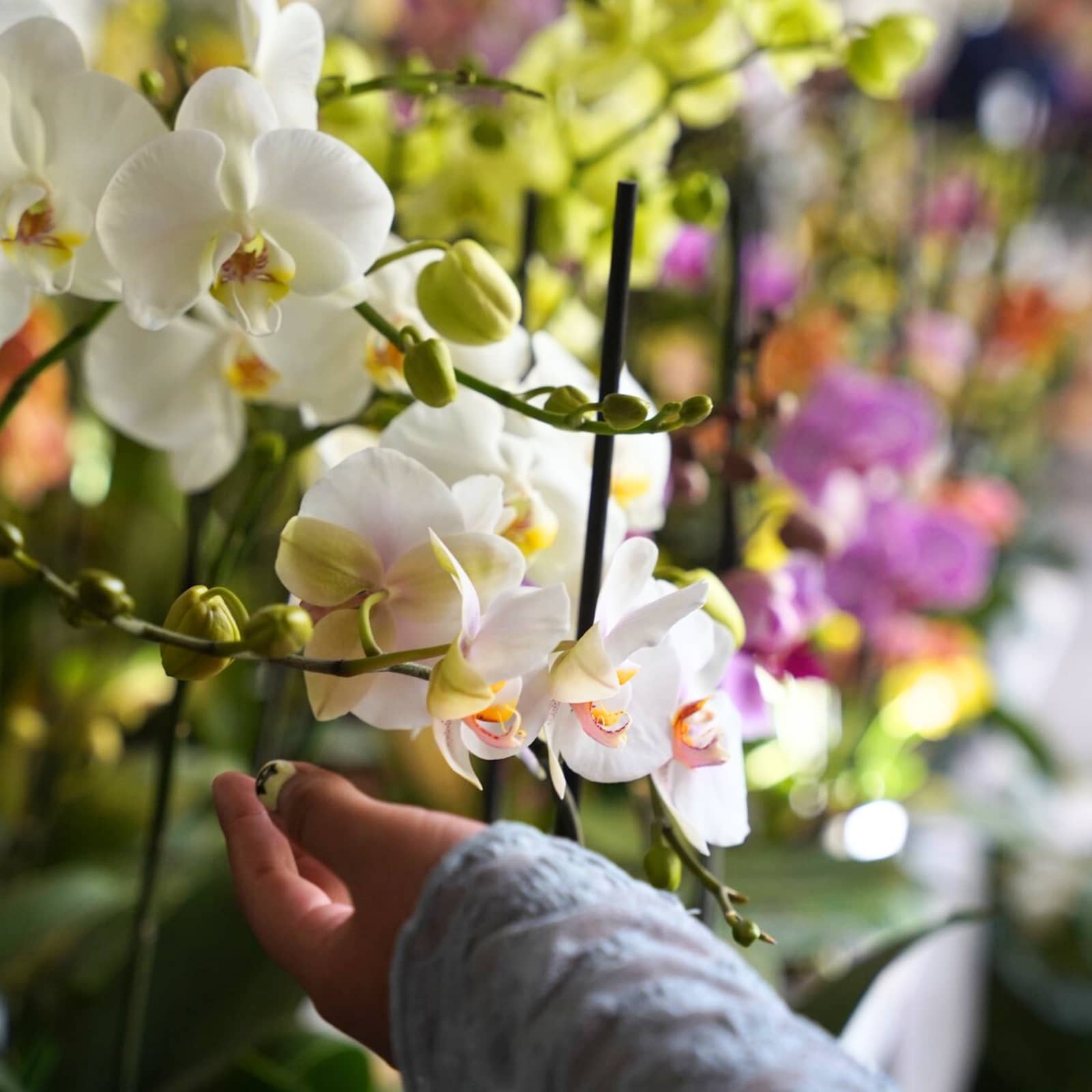 Orquídeas de otoño | Expo-venta Image 3