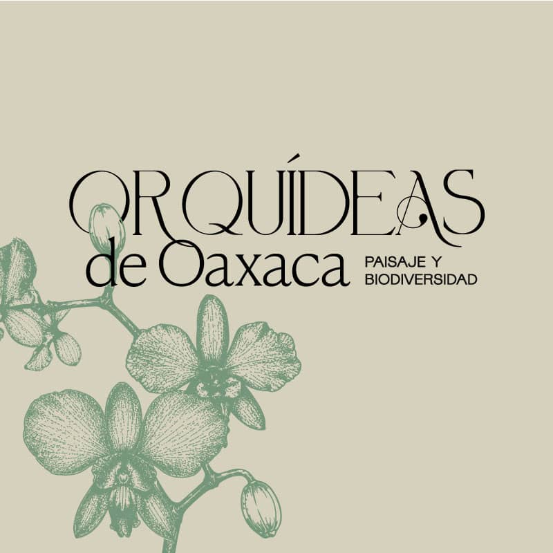 Orquídeas de Oaxaca | Expo-venta 1