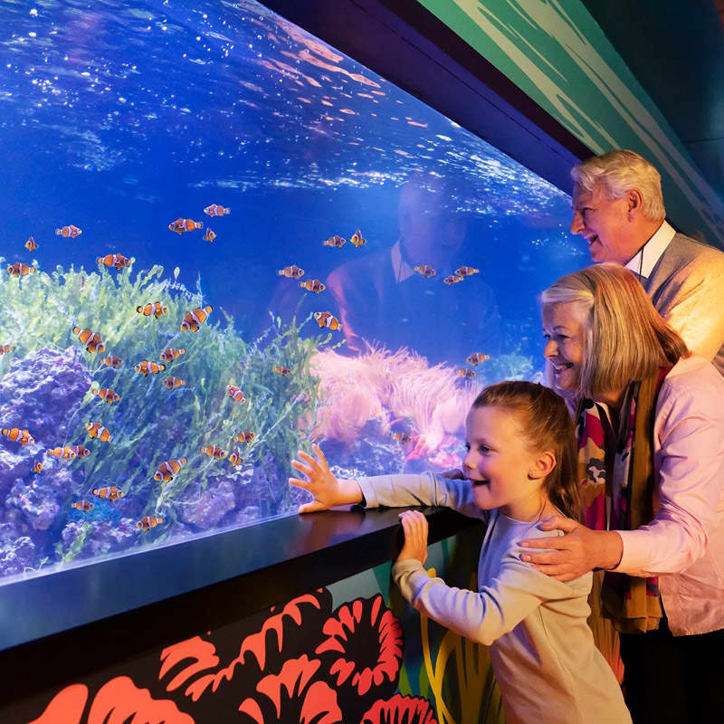 Madame Tussauds, London Eye & SEA LIFE Aquarium 5
