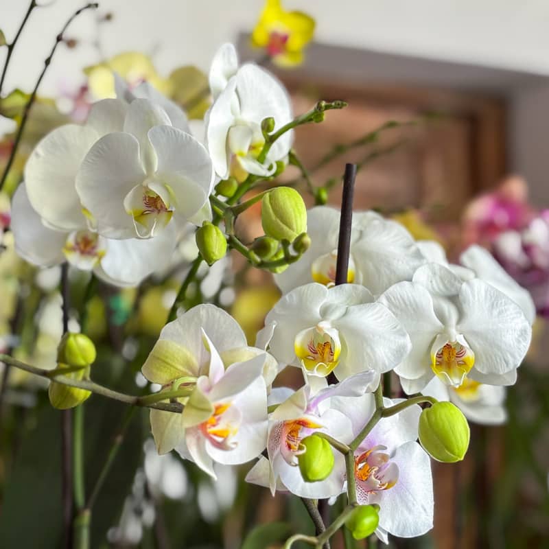 Orquídeas de otoño | Expo-venta Image 0