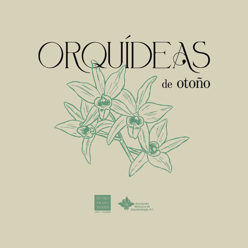 Autumn Orchids | Exhibition & Market Autumn Orchids | Exhibition & Market 1