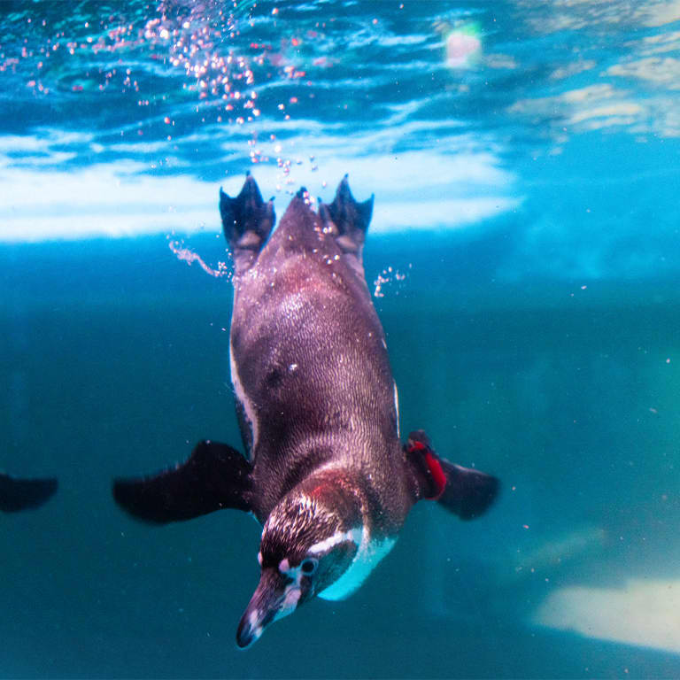 SEA LIFE COEX, Seoul Aquarium Official Tickets 2