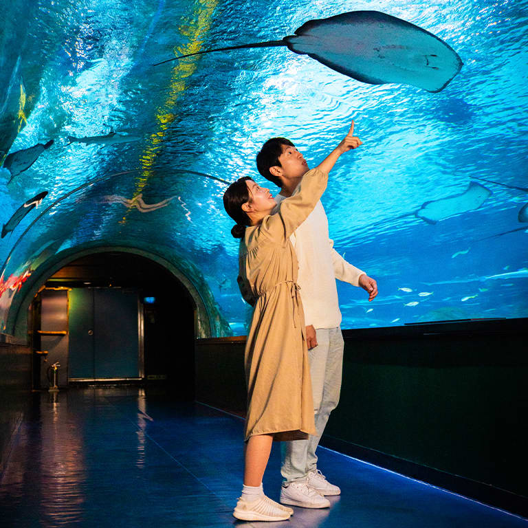 SEA LIFE COEX, Seoul Aquarium Official Tickets 3