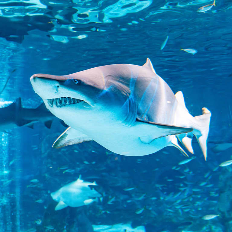 SEA LIFE COEX, Seoul Aquarium Official Tickets 4