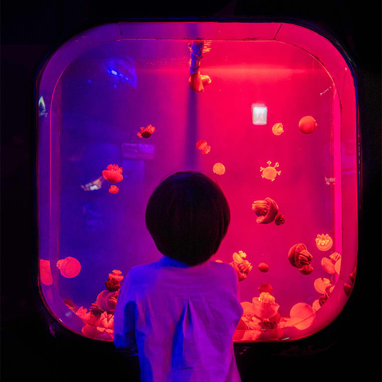 SEA LIFE COEX, Seoul Aquarium Official Tickets 5