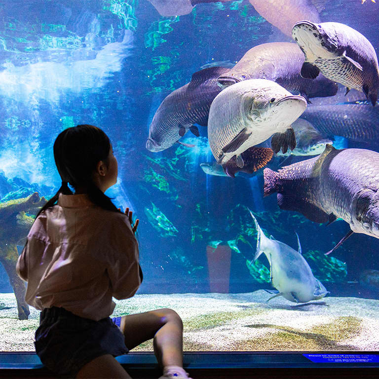 SEA LIFE COEX, Seoul Aquarium Official Tickets 6