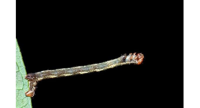 Estrategias de los seres vivos (+5) 1