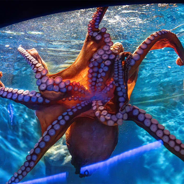 SEA LIFE COEX, Seoul Aquarium Official Tickets 9