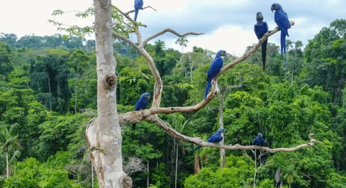 El bosque de las aves 1