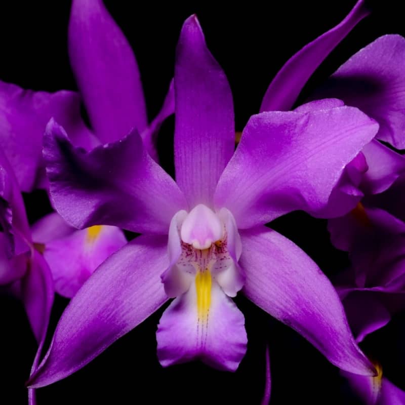 Orquídeas de otoño | Expo-venta Orquídeas de otoño | Expo-venta 1