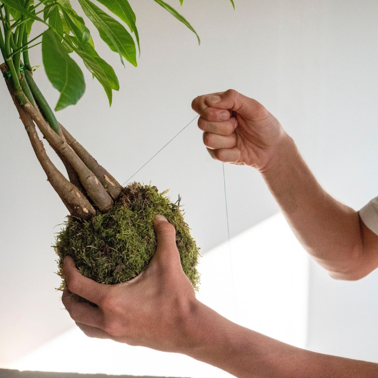 Taller de kokedama