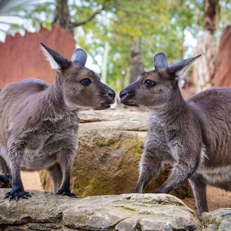Wild Life Sydney Entrance Ticket