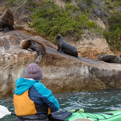 Sydney Kayak Seal Encounter Adventure with Gourmet Food