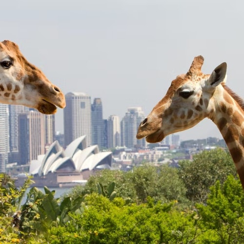 Taronga Zoo Sydney: Entry Ticket + Return Ferry