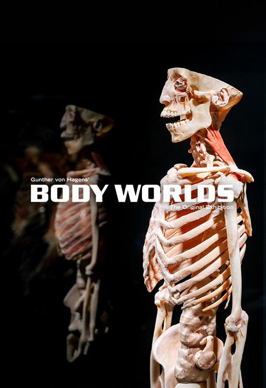 Body Worlds: The Anatomy of Happiness