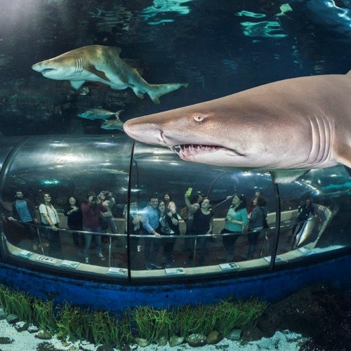 Barcelona Aquarium: tickets without queues