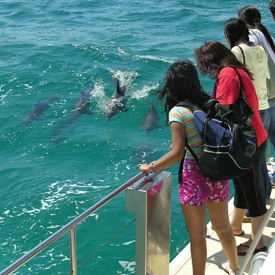 Dolphin Watch + Sailing - Port Stephens