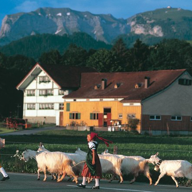 Affiche Tagesausflug: Schweizer Käse, Schokolade und Berge