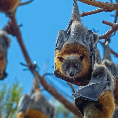 Flying Fox Experience, Thousands of Australia's Largest Bat