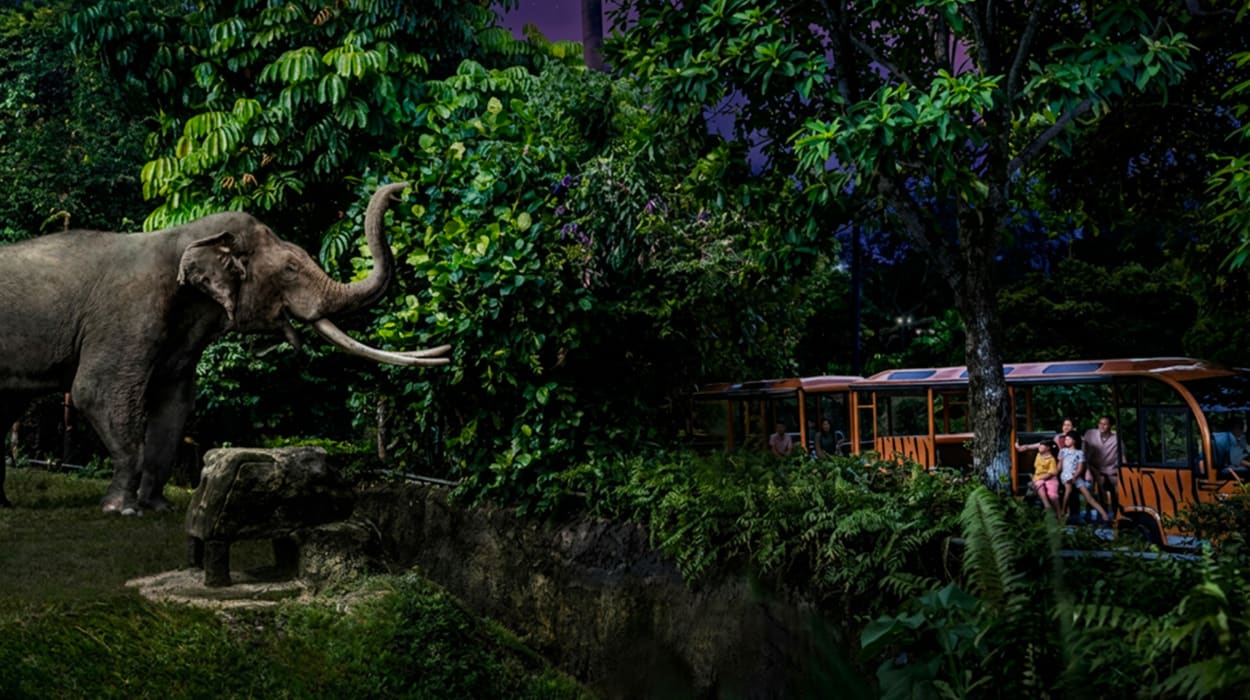 Night Safari