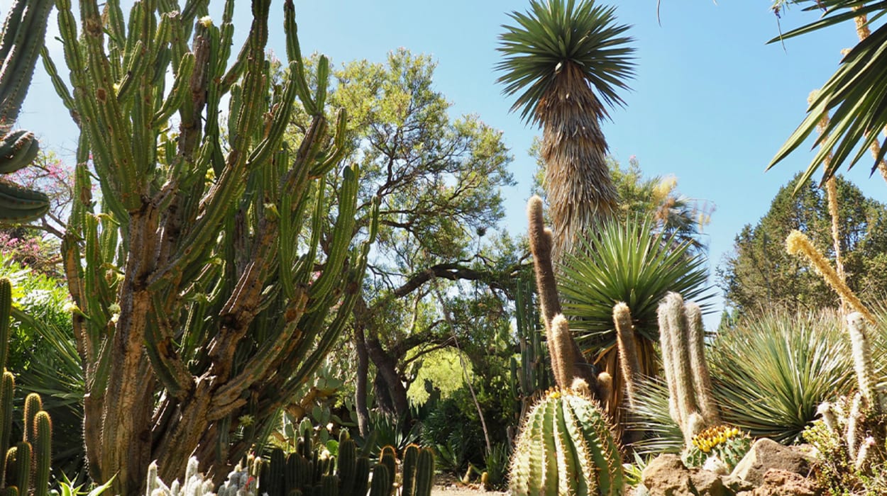 The Ruth Bancroft Garden