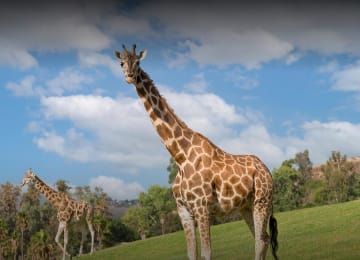 San Diego Zoo Safari Park