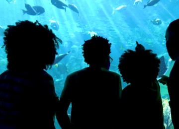Aquarium of the Pacific