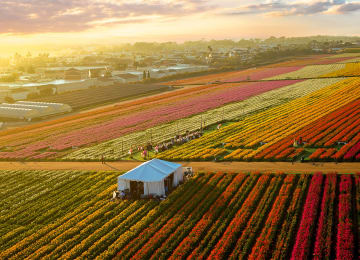 The Flower Fields
