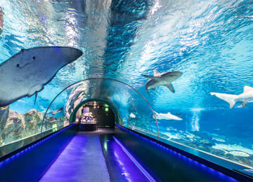 씨라이프 코엑스 아쿠아리움 (SEA LIFE COEX, Seoul Aquarium)