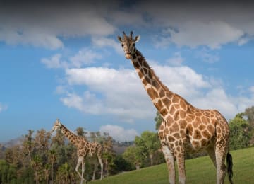 San Diego Zoo Safari Park
