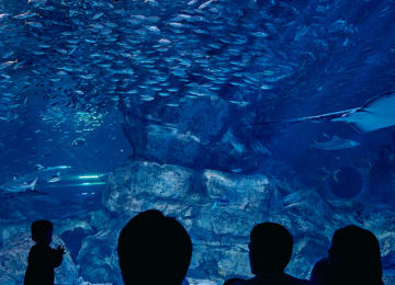 씨라이프 코엑스 아쿠아리움 (SEA LIFE COEX, Seoul Aquarium)