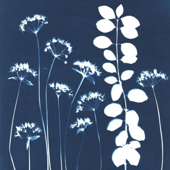 An image for the event Taller de cianotipia: Arte, Naturaleza en azul. Explorando el legado de Anna Atkins