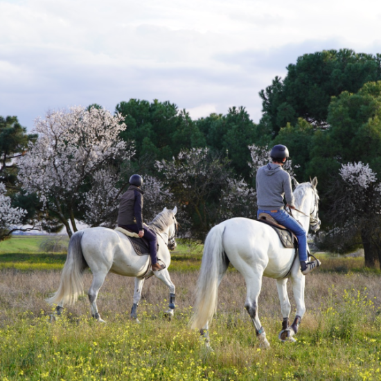 An image for the event Paseos y clases a caballo en Madrid