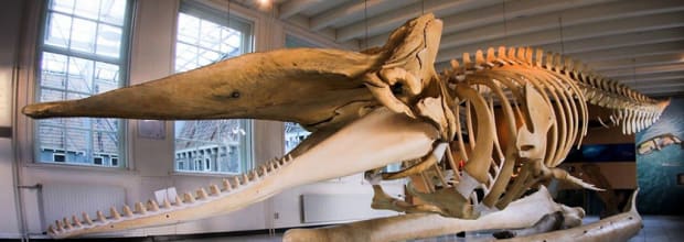 Natuurmuseum Fryslân