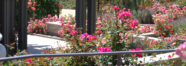 South Coast Botanic Garden