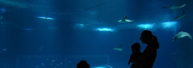 AquaRio