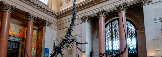 Museo Americano de Historia Natural