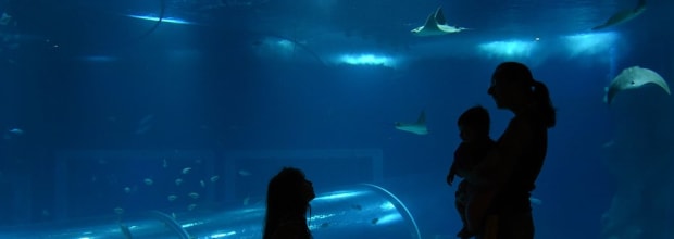 AquaRio