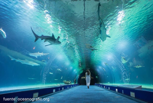 Oceanogràfic València