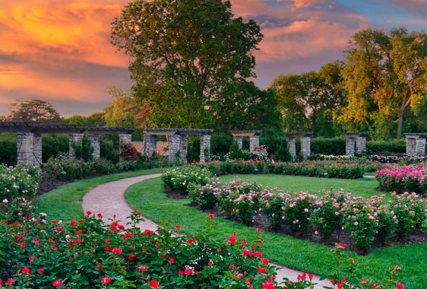 American Rose Center