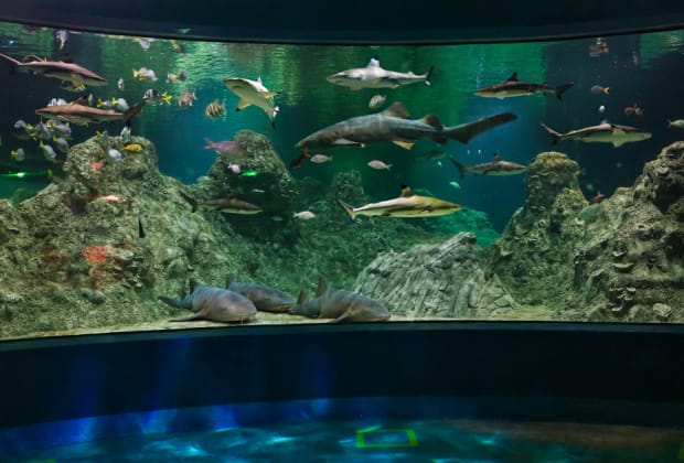 Acuario Michin Puebla