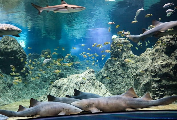 Acuario Michin Puebla